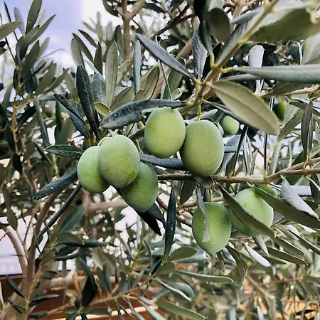 Hmc * Kaş